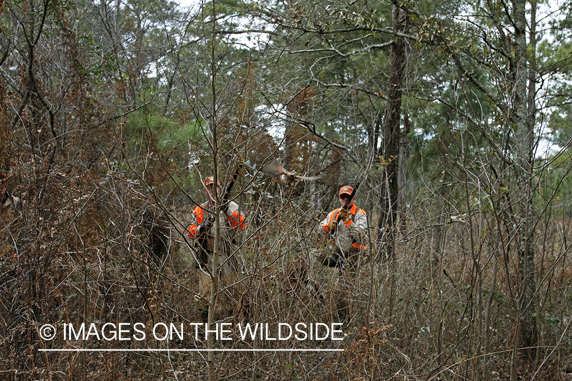 Bobwhite quail hunters shooting at flushing bobwhite quail.