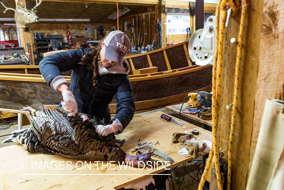 Woman hunter cleaning turkey.