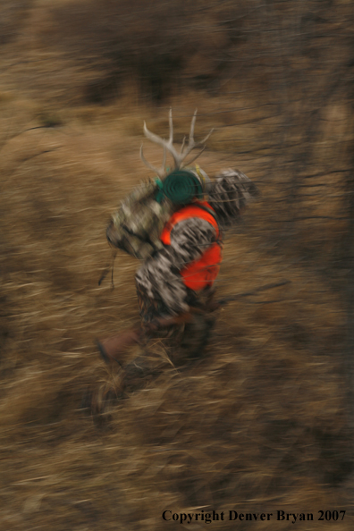 Mule deer hunter in field.