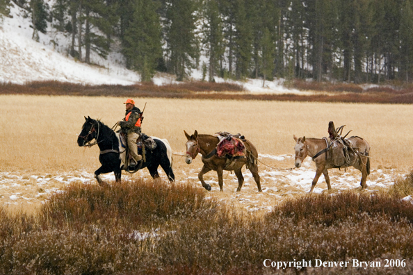 Elk hunter with bagged elk in mule packstring.  