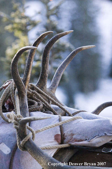 Elk horn rack on back of mule