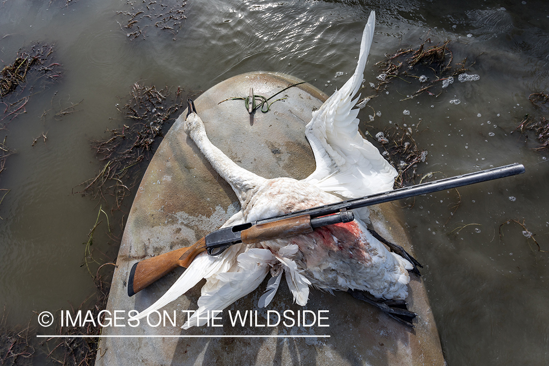 Bagged Tundra Swan.