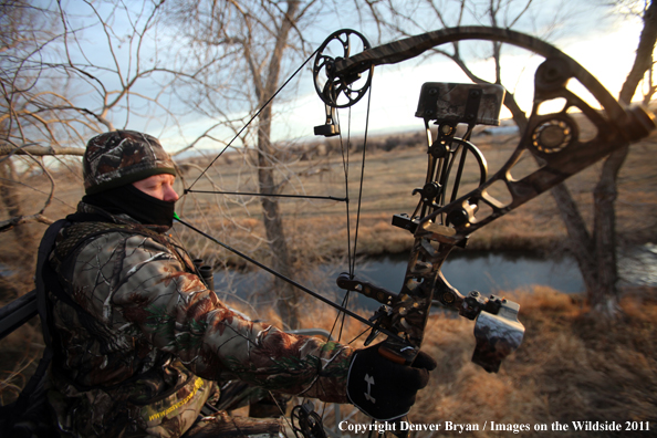 Bowhunter taking aim from tree stand. 