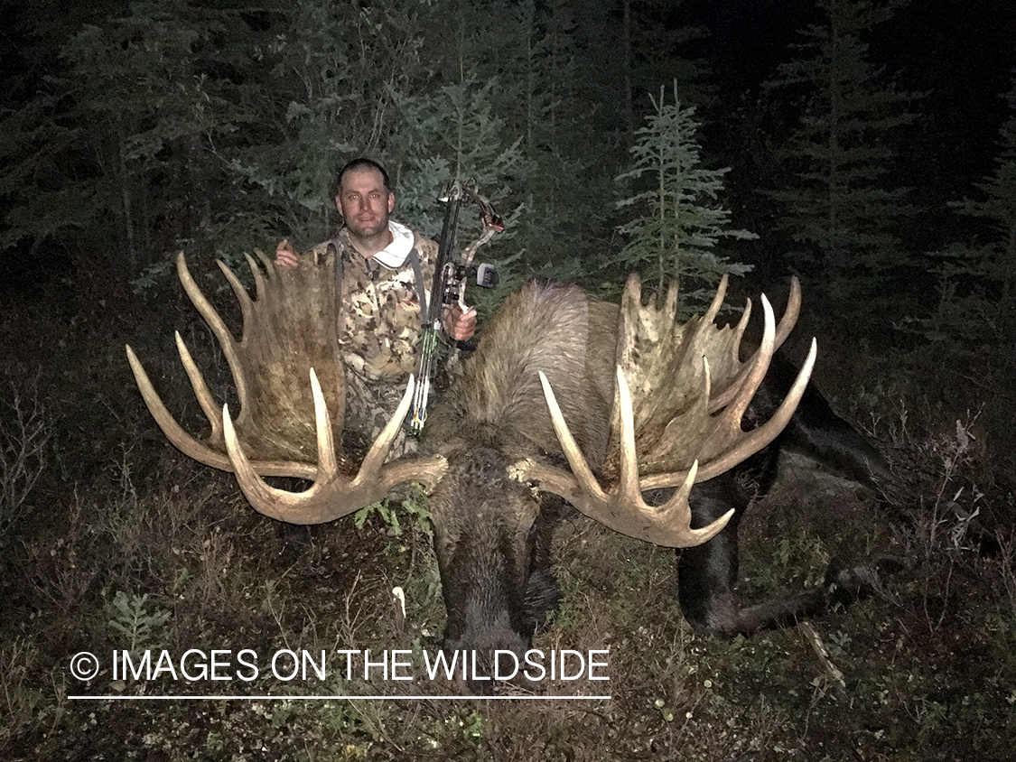 Bowhunter with bagged Alaskan moose.