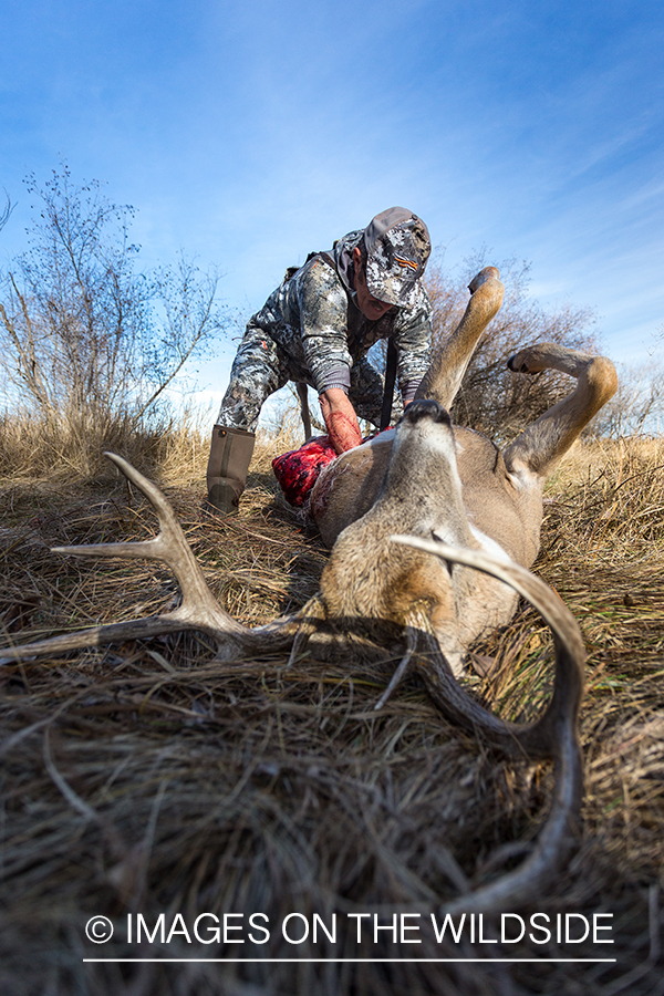 Bow hunter field dressing white-tailed deer.