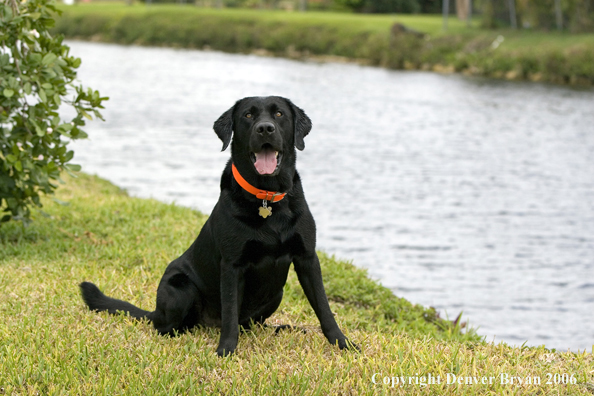 Black Labrador Retriever. 