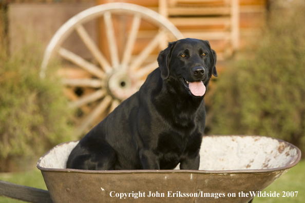 Black Labrador Retriever