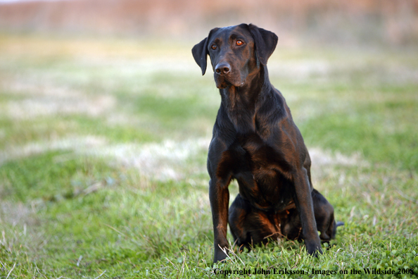 Black Labrador Retriever in field