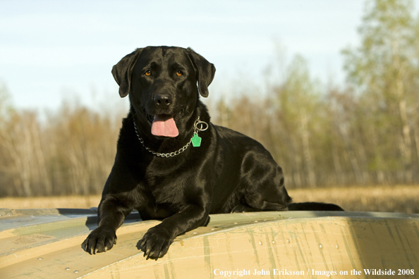 Black Labrador Retriever 