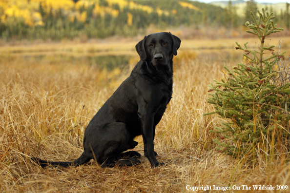 Black Labrador Retriever