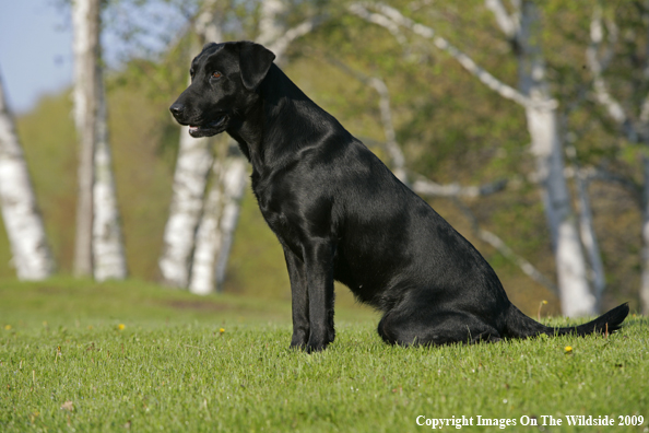 Black Labrador Retriever in field