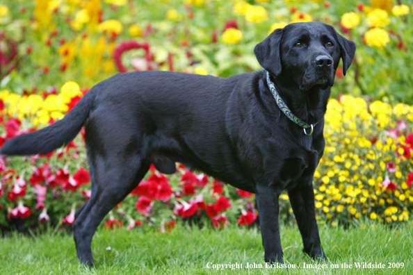 Black Labrador Retriever in field