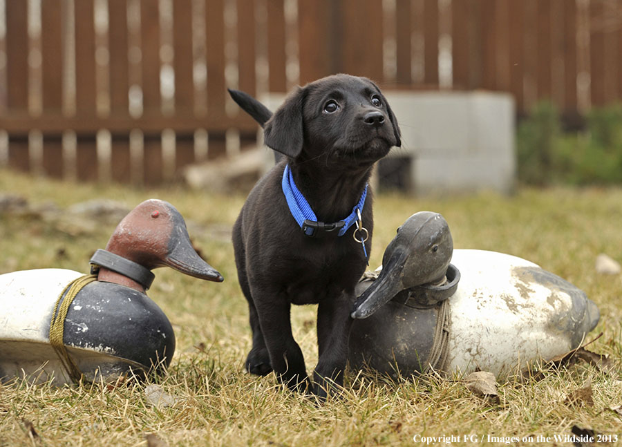 Black Labrador Retriever puppy with decoys.