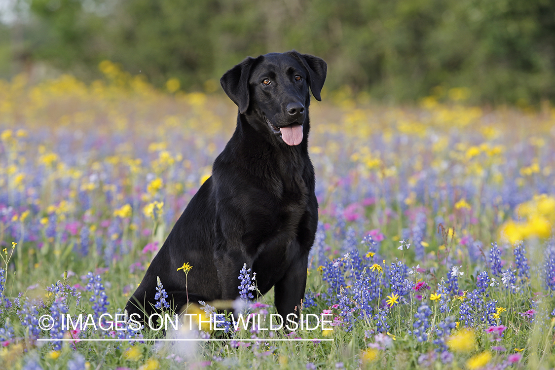 Black labrador retriever in field of wildflowers.