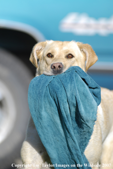 Yellow Labrador Retriever