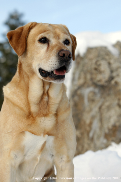 Yellow Labrador Retriever in field