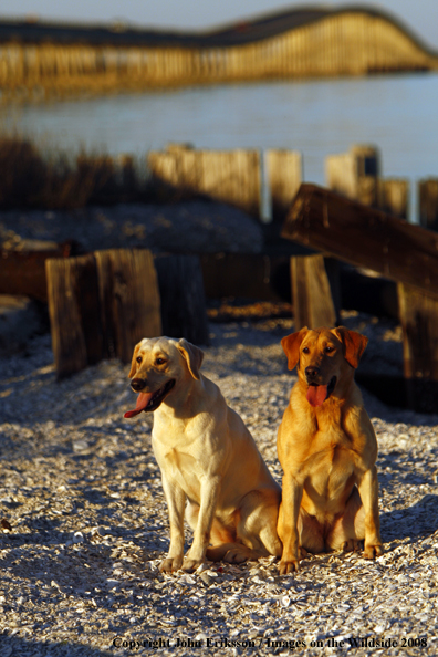 Yellow Labrador Retrievers