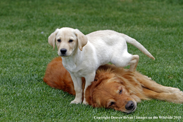 Yellow Labrador Retriever Puppy and Golden Retriever