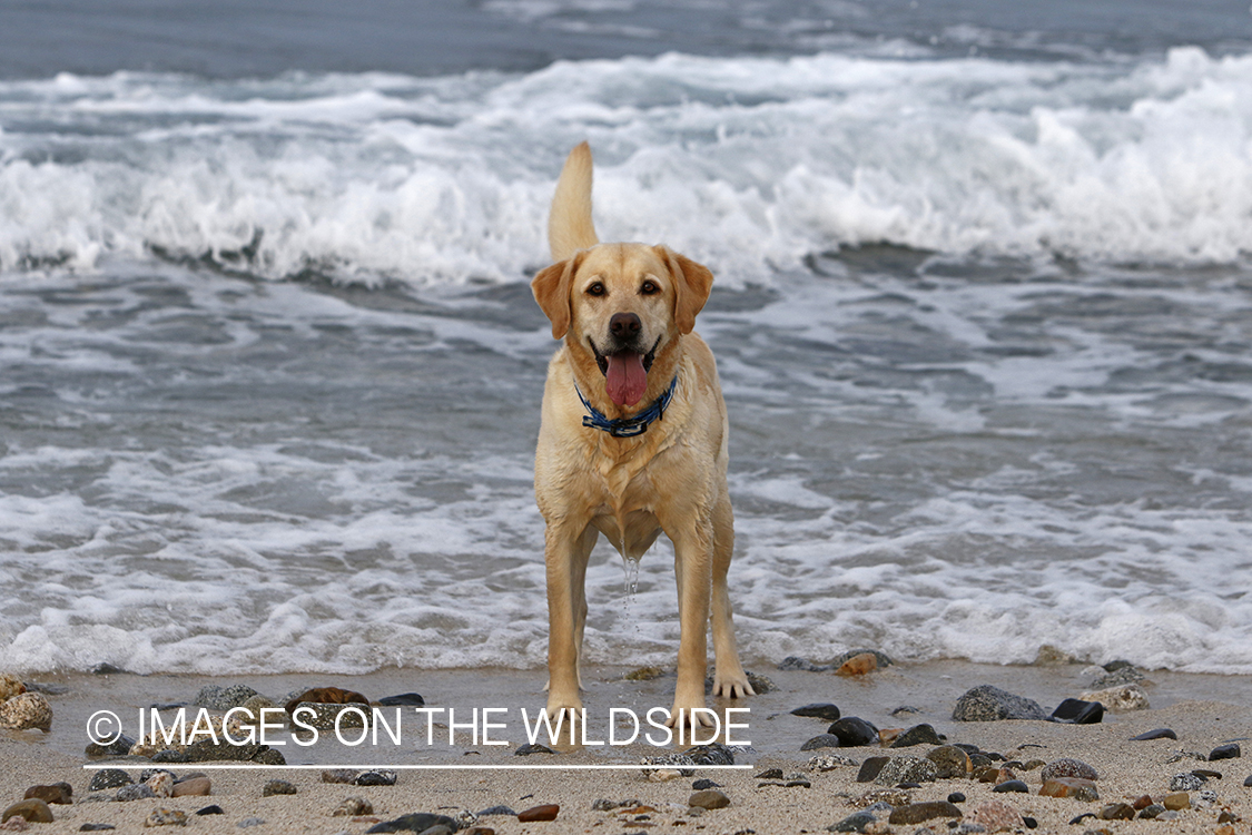 Yellow lab playing in the ocean.