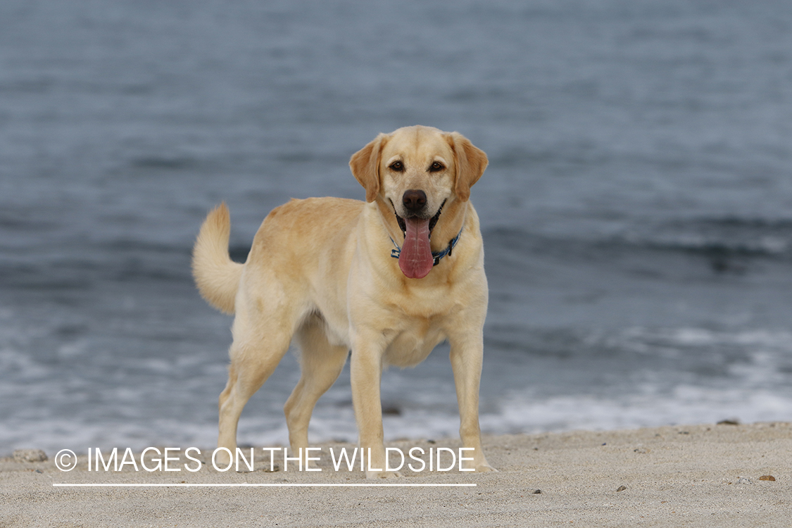 Yellow lab in front of ocean.