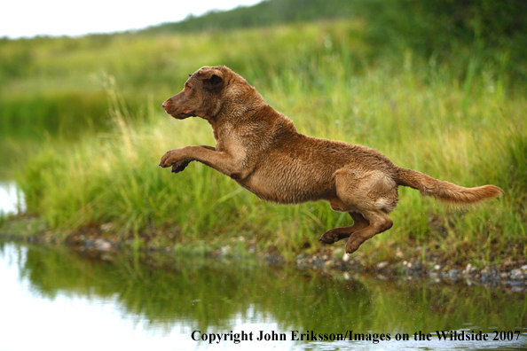 Chesapeake Bay Retriever in field