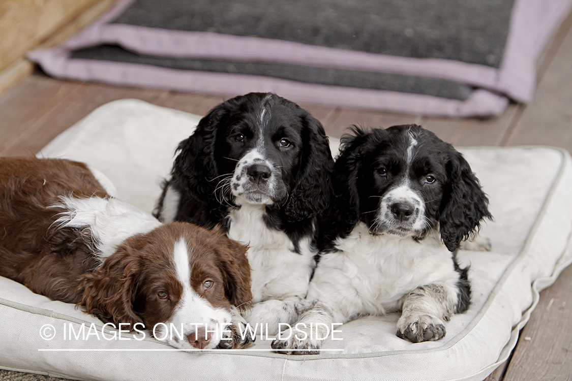 English Springer Spaniel puppies laying down on dog bed. 