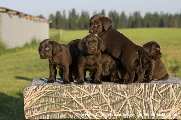 Chocolate Labrador Retriever puppies.