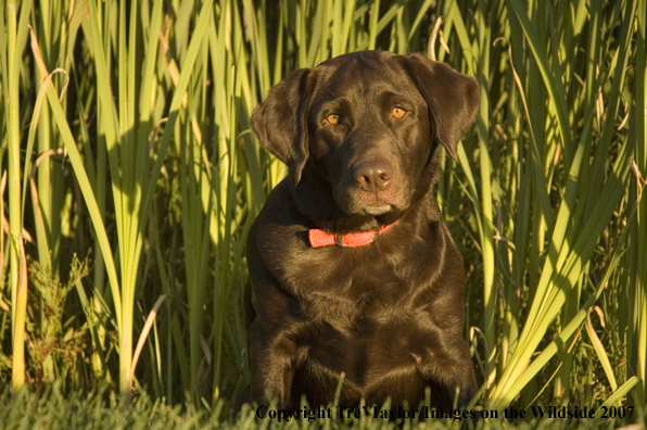 Chocolate labrador