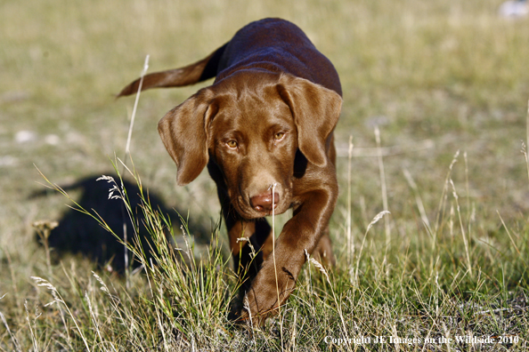 Chocolate lab puppy.