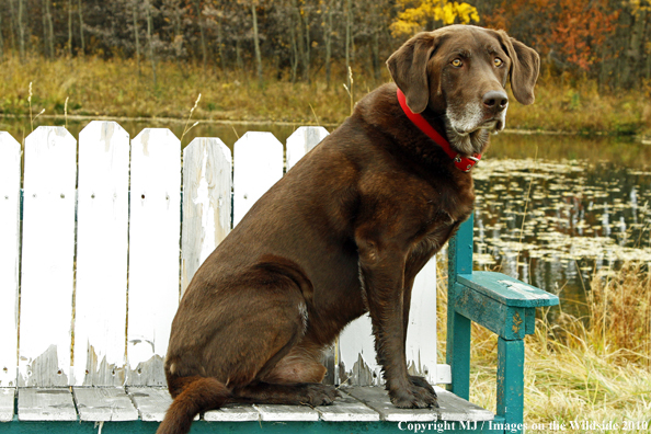 Chocolate Labrador Retriever