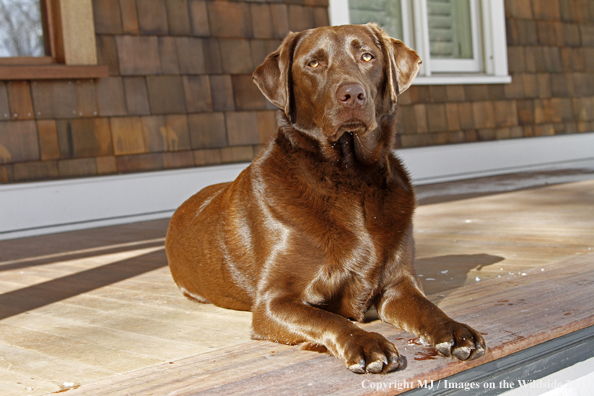 Chocolate Labrador Retriever on porch