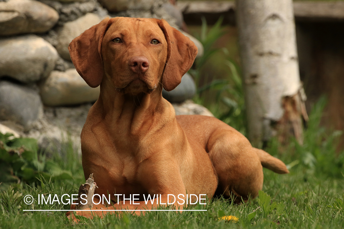 Vizsla in field.