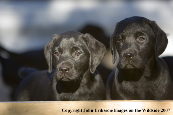 Black Labrador Retriever puppies