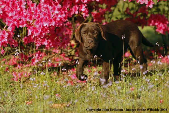 Chocolate Labrador Retriever puppy in field