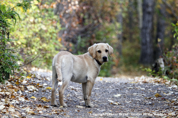 Yellow Labrador Retriever Puppy