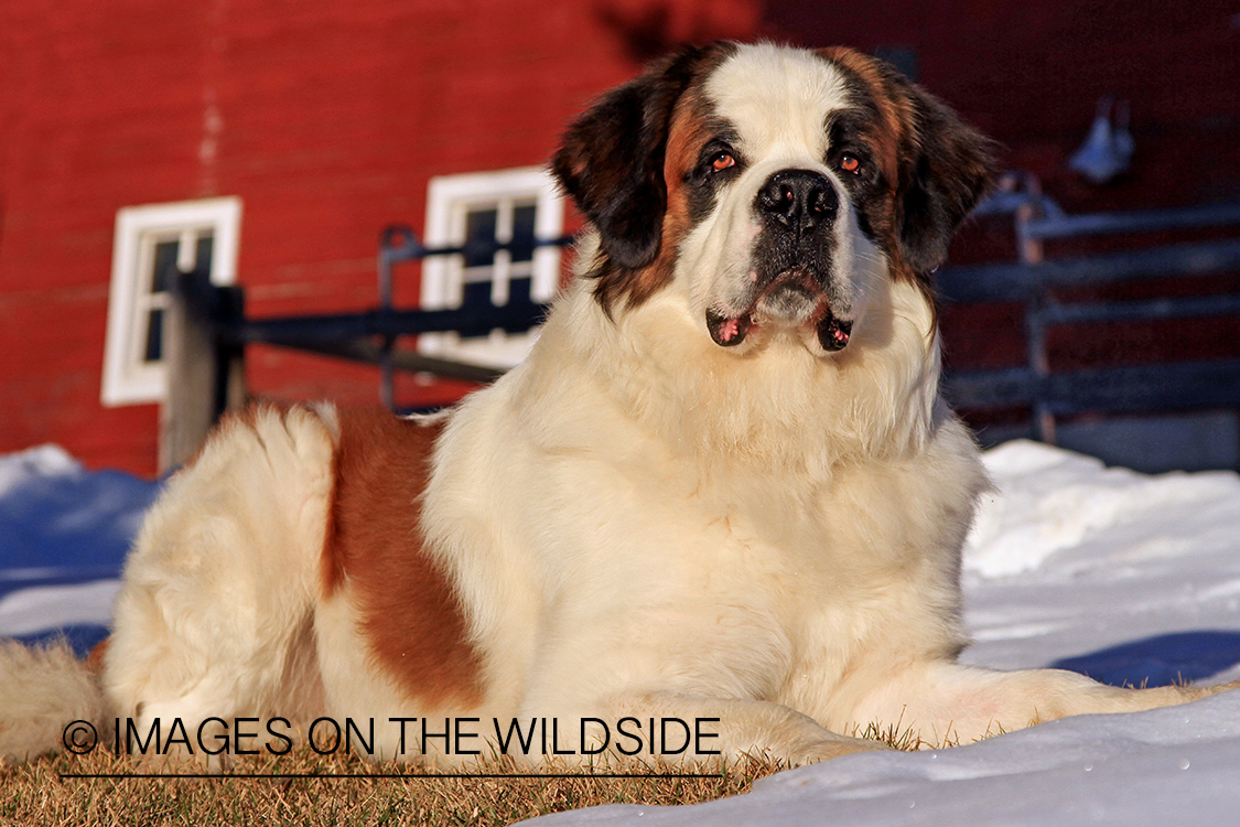 St. Bernard in field.