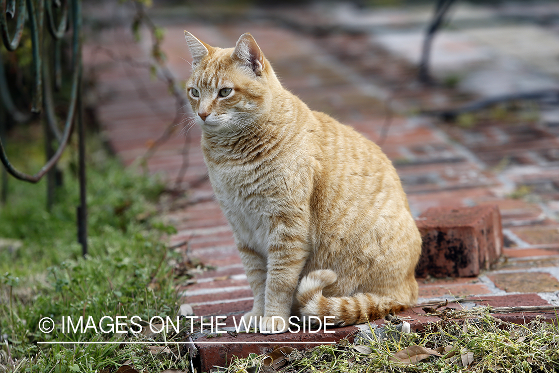 House cat in backyard.