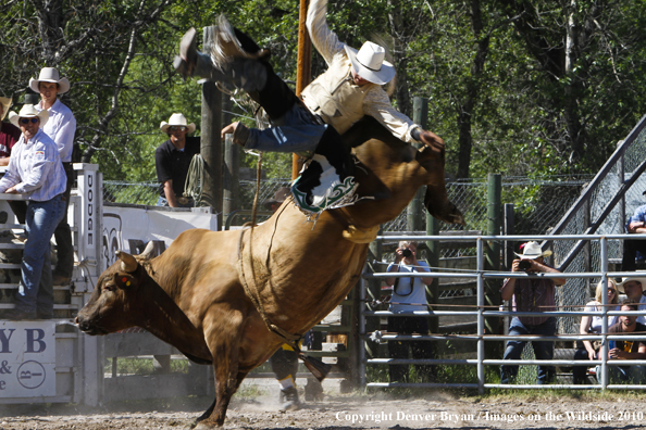 Augusta Rodeo