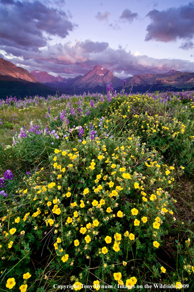 Glacier National Park 