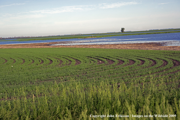 Wetlands near crop fields