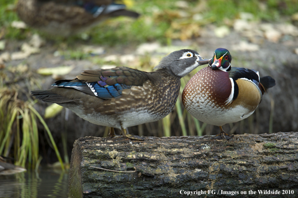 Wood Duck pair on log