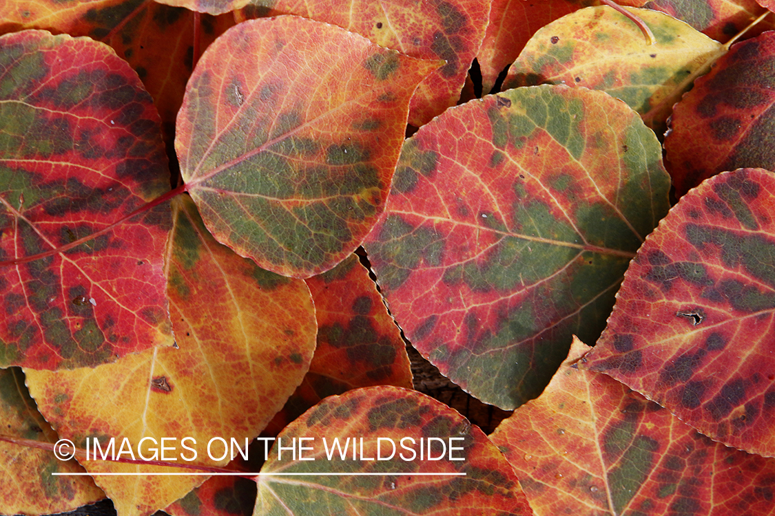 Aspen leaves in autumn.