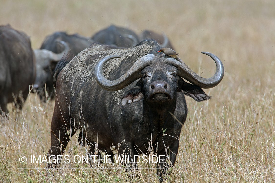 Cape buffalo in habitat.