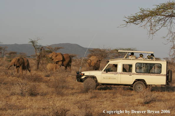 African Elephants and safari truck