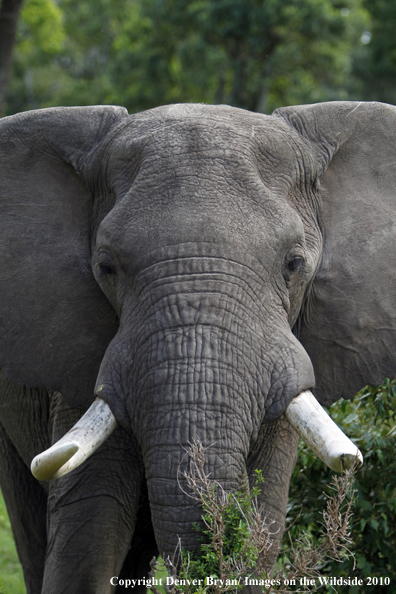 African Bull Elephant 