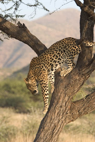 Leopard in tree. Africa