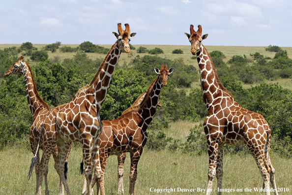 Reticulated Giraffe 