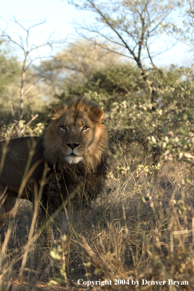 Male African lion in habitat. Africa