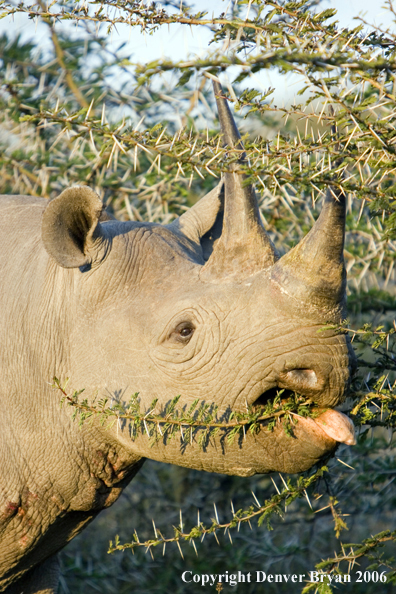 Black rhino in Africa.