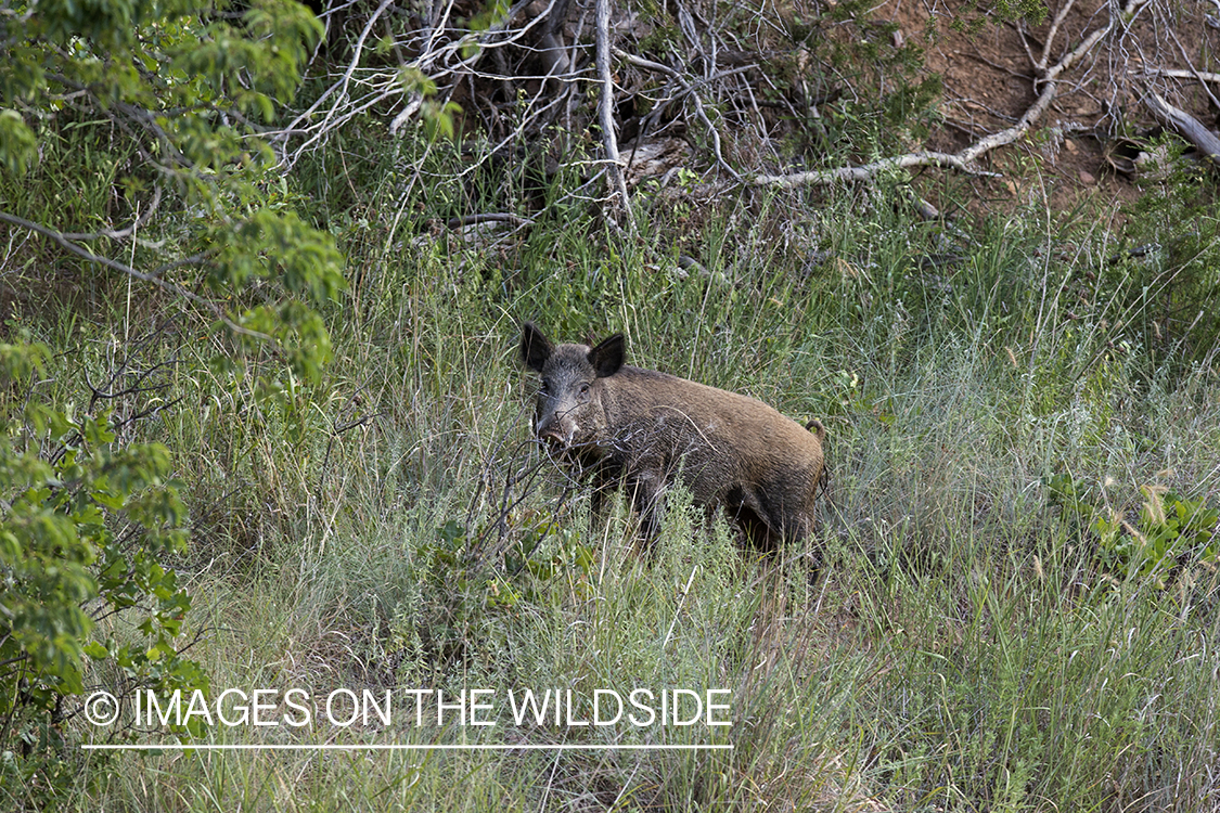 Feral hog in habitat. 